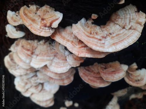 Close-up of orange and white shelf fungi.
