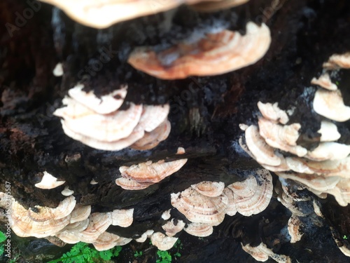 Fungi layers on decaying dark tree surface.
