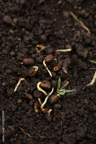 Slika na platnu close up of pine nut seeds