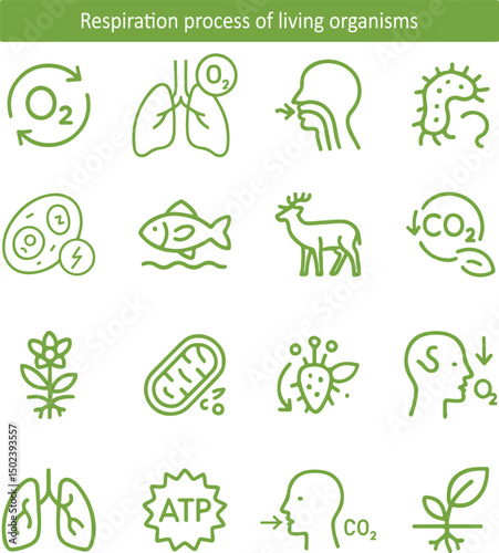 Respiration Process Icons of Living Organisms – Oxygen, CO₂, and Cellular Energy