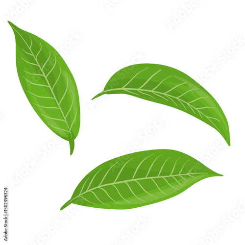 Green tea leaf vector illustration with fresh green leaves isolated on white background natural herbal plant design