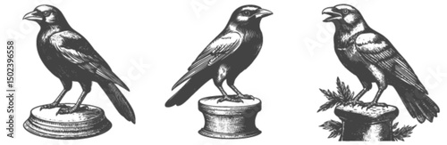 Vintage Bird Engravings in Detailed Linocut Vector Style Illustrations