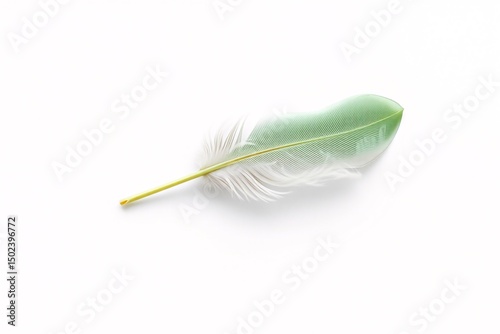 green and white feather on white background symbolizing lightness and elegance