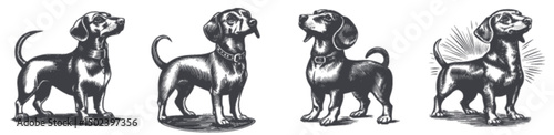 Detailed Engraving of Four Beagle Dog Poses in Vector Illustration