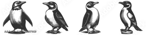 Detailed Engraving of Four Penguin Illustrations for Print Design