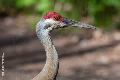 head of a sandhill crane against a blurred green and brown background
