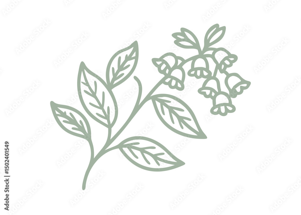 Chiming Bells Mertensia Paniculata Line Art Chiming Bells Mertensia Paniculata Line Art