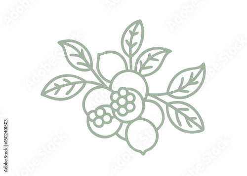 Bog Blueberry Line Art Illustration