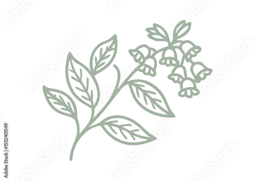 Chiming Bells Mertensia Paniculata Line Art