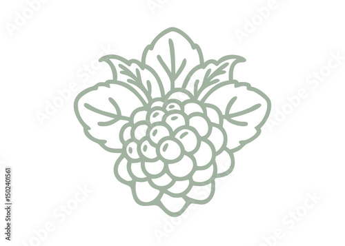 Cloudberry Line Art Illustration, Rubus Chamaemorus