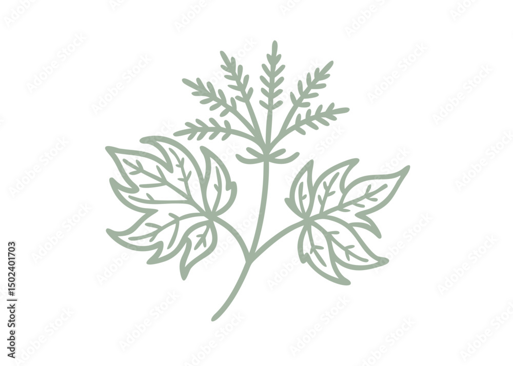 Fototapeta premium Goatsbeard Aruncus Sylvester Minimalist Line Art