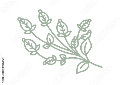 Green Bells of Ireland Line Art Illustration