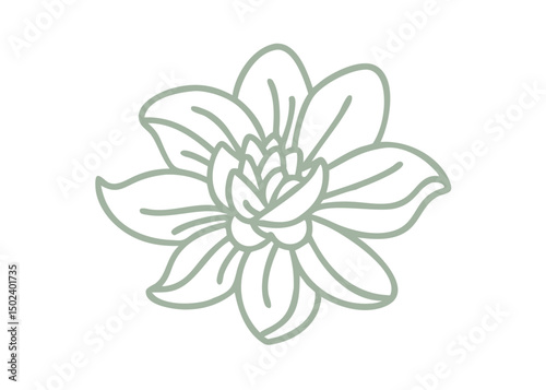 Hairy Butterwort Flower Line Art Illustration