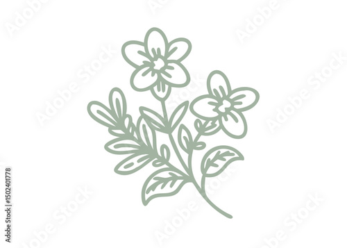 Jacob's Ladder Flower Line Art Illustration