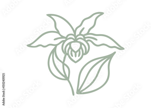 Northern Lady's Slipper Flower Line Art