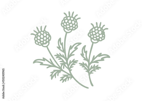 Pineapple Weed Matricaria Matricariodes Line Art