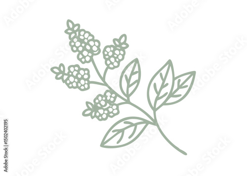 Spiraea Beauverdiana Branch Line Art Illustration