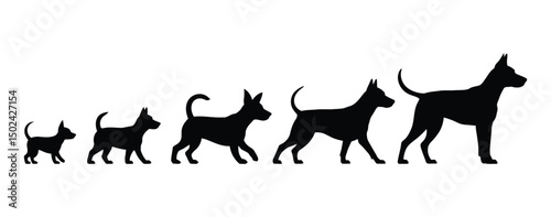 Silhouettes of growing dog outlines illustrating the stages of canine development and growth