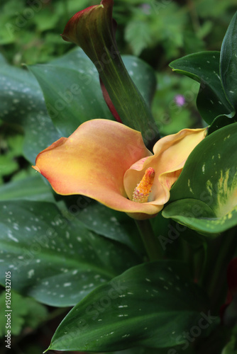 Close-up of orange Calla lilies in the garden. Zantedeschia aethiopica in bloom photo