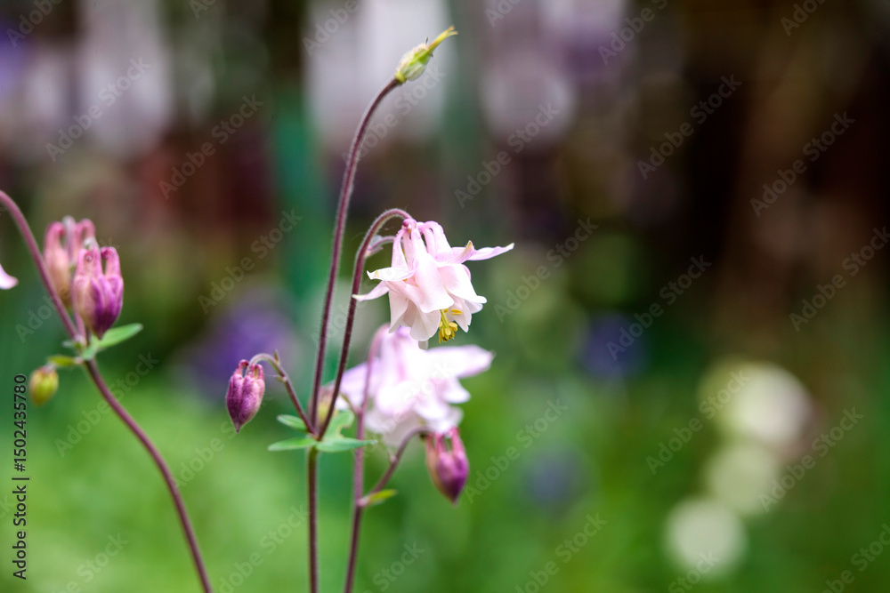 Obraz premium pink and white flowers