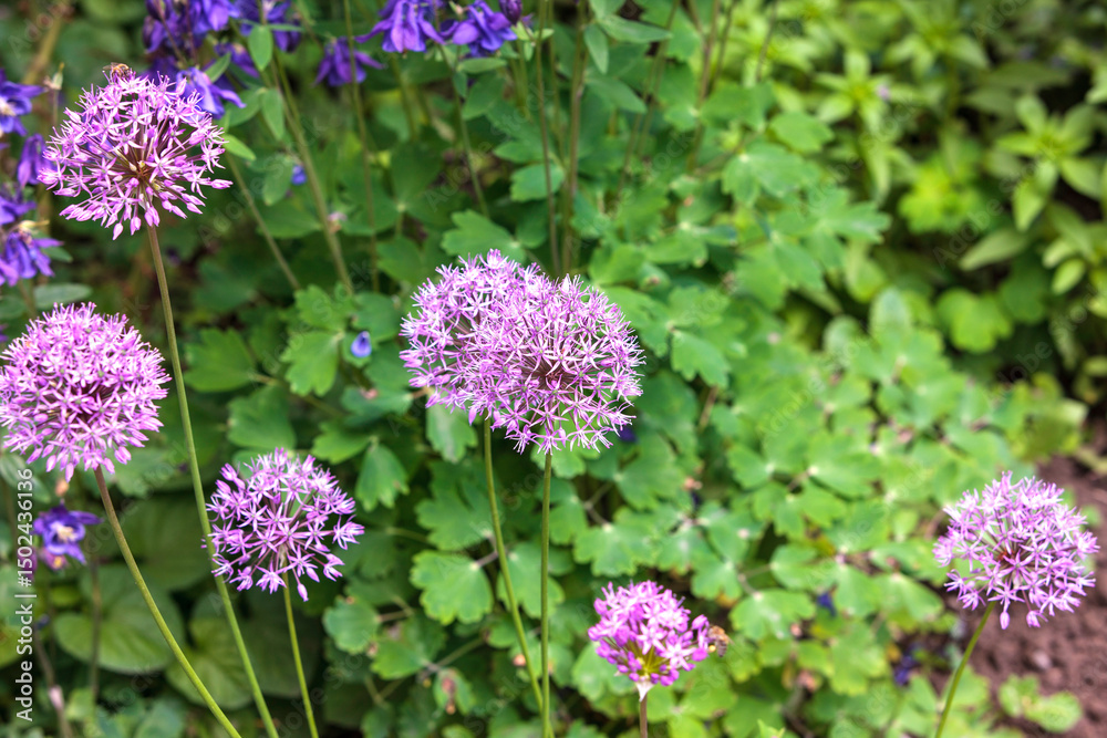 Fototapeta premium purple flowers in the garden
