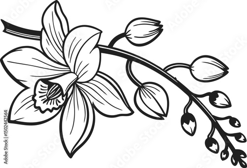 Orchid Flower Illustration Design. Elegant Orchid Bloom Line Art. Hand Drawn Orchid Floral Design. Botanical Orchid Flower Outline. Minimal Orchid Flower Drawing