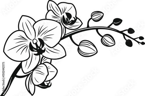Orchid Flower Illustration Design. Elegant Orchid Bloom Line Art. Hand Drawn Orchid Floral Design. Botanical Orchid Flower Outline. Minimal Orchid Flower Drawing