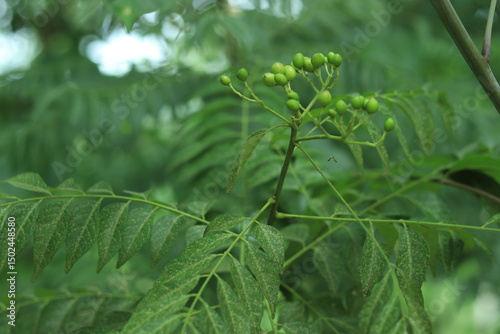 Curry Leaf  Flower  Plants Tree HD Image