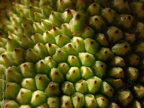 closeup of jackfruit skin photo