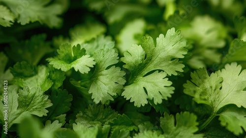 Fresh green coriander (cilantro) leaves, close-up, showing vibrant texture and detail.