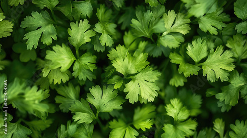 Fresh green coriander (cilantro) leaves, close-up, showing vibrant texture and detail.