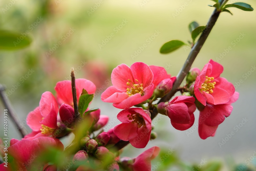 早春を彩るボケの花 早春を彩るボケの花