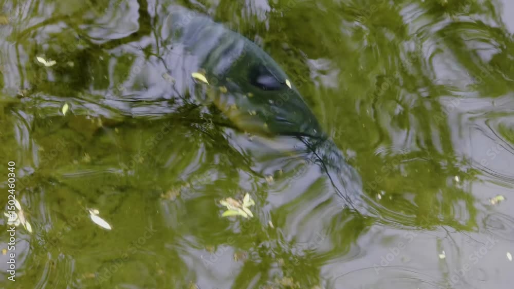 한국,연못,물고기,잉어,향어,Korea, pond, fish, carp