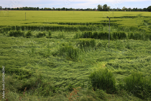Green wheat plants damaged by wind after a storm. Bad weather on Triticum aestivum cultivation in northern Italy  photo