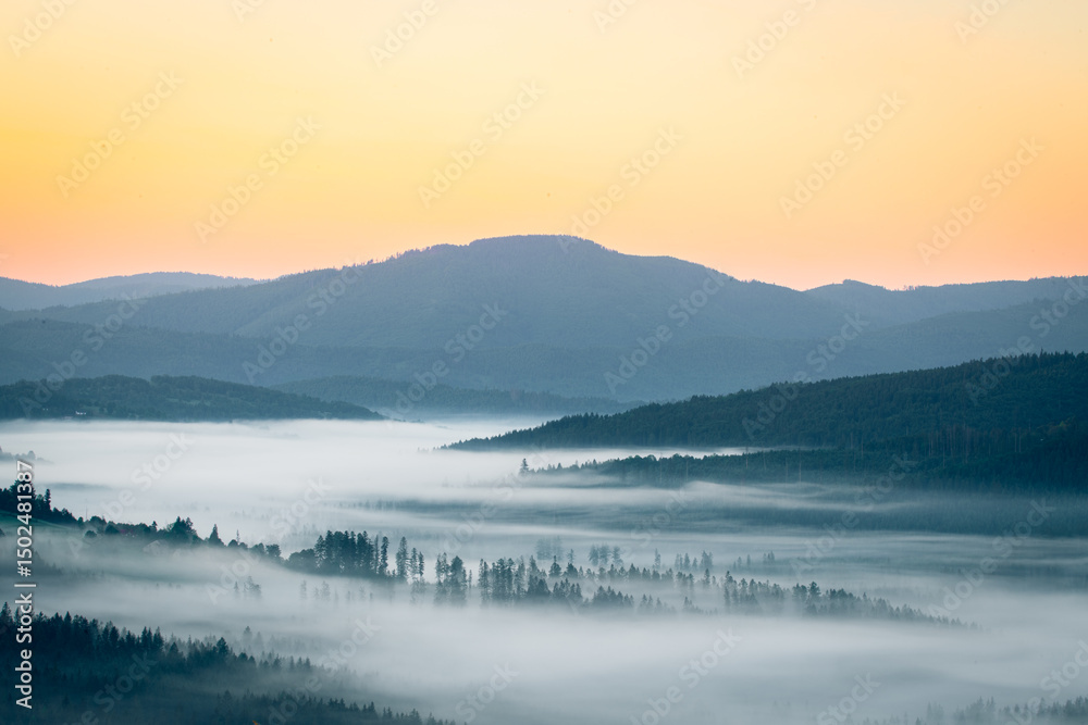 Fototapeta premium Misty Forest Valley at Sunrise