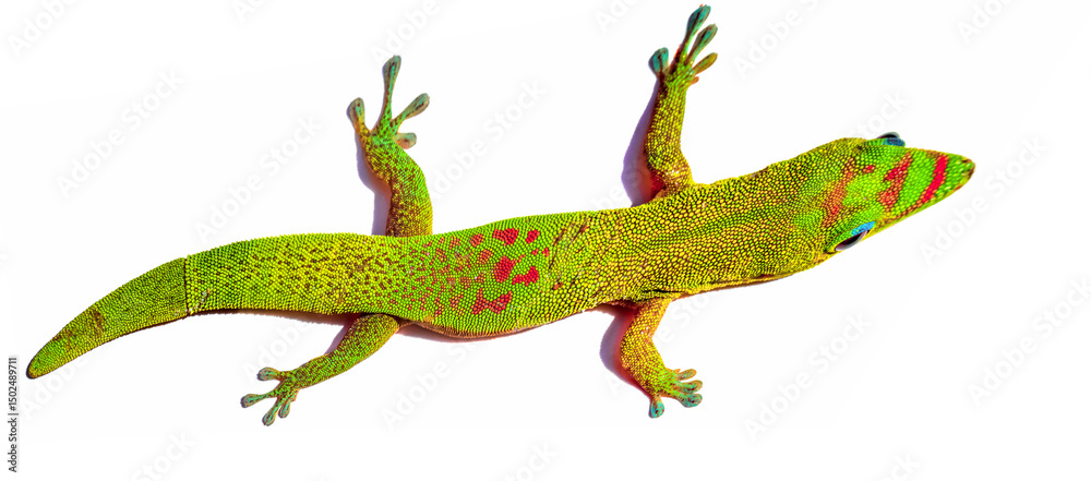 Fototapeta premium Margouillat 