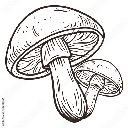 Wine Cap Mushroom Line Art Illustration