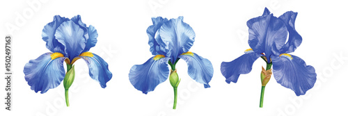 watercolor set blue iris flower isolated on white background