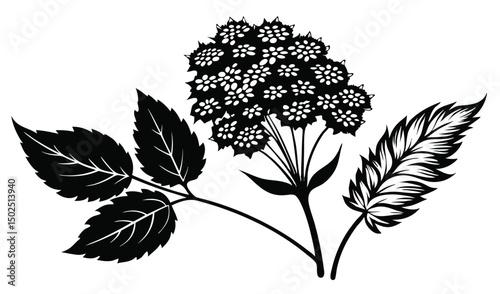 Meadowsweet and spirea floral banner design