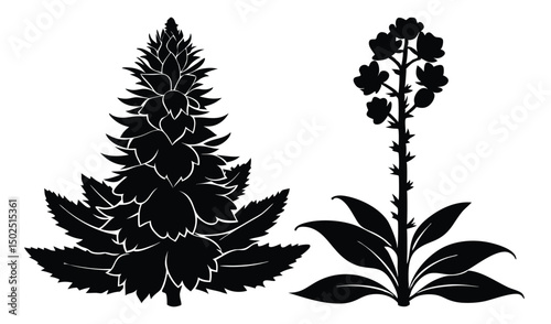 Tall mullein and verbascum flowers with fuzzy spikes