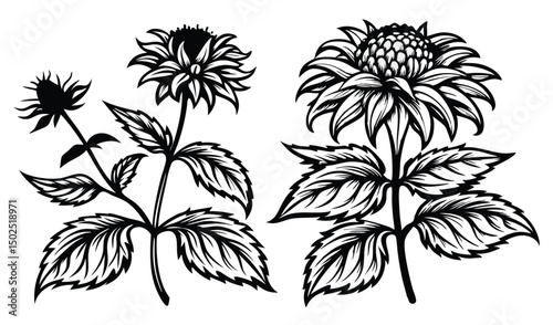 Bee balm and bergamot flowers shaggy tubular blooms illustration