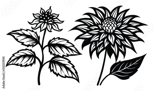 Bee balm and bergamot flowers shaggy tubular blooms illustration