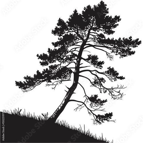 Pine-tree-silhouette 