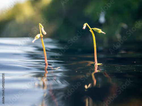 Flowers of water lobelia above water surface
