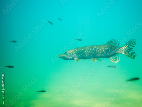 Northern pike swimming towards smaller fish
