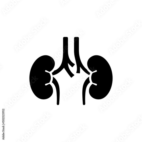 Adrenal Glands Positioned Above Kidneys Human Anatomy Illustration