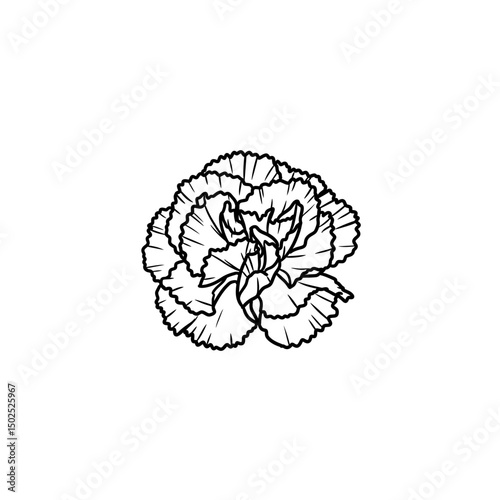 Carnation Bloom with Ruffled Petals