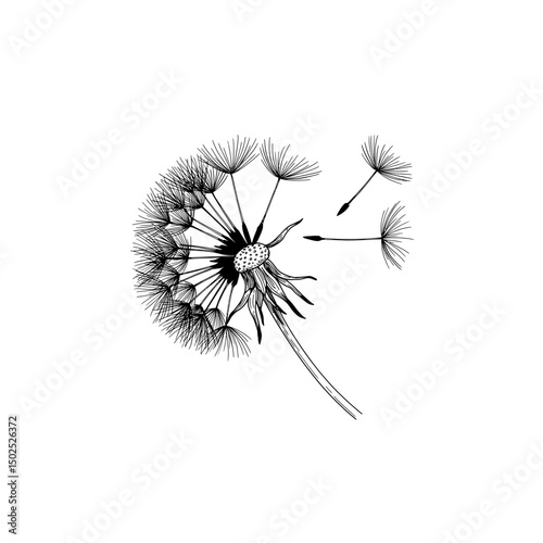 Dandelion Puffball Icon