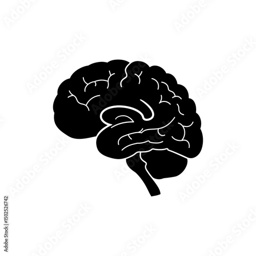 Brain Lateral Cross Section View Showing Detailed Cerebral Anatomy