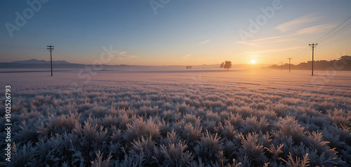 Frost-covered fields shimmering at sunrise.